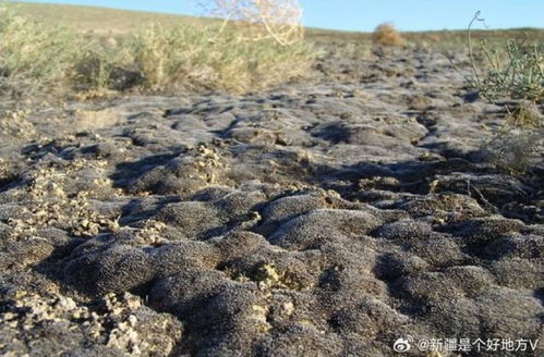 7月7日上海早新聞聚焦新疆環(huán)保新舉措 守護綠洲，共建美麗中國