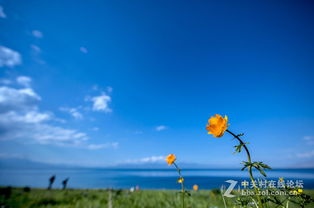 美麗生態(tài)，環(huán)保同行——大美新疆的綠色畫卷